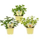 Menthe insolite - Set de 3 plantes BIO - Chocolat - hugo...