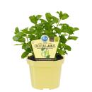 Ungewöhnliche Minze-Sorten Set mit 3 Pflanzen in BIO-Qualität Schoko HUGO Grapefruit 12cm Topf