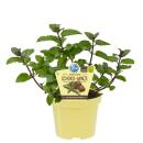 Ungewöhnliche Minze-Sorten Set mit 3 Pflanzen in BIO-Qualität Schoko HUGO Grapefruit 12cm Topf