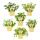 Unusual mint varieties - set of 6 plants in organic quality - pineapple - banana - strawberry - chocolate - hugo - grapefruit - 12cm pot