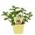 Unusual mint varieties - set of 6 plants in organic quality - pineapple - banana - strawberry - chocolate - hugo - grapefruit - 12cm pot