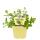 Unusual mint varieties - set of 6 plants in organic quality - pineapple - banana - strawberry - chocolate - hugo - grapefruit - 12cm pot