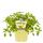 Unusual mint varieties - set of 6 plants in organic quality - pineapple - banana - strawberry - chocolate - hugo - grapefruit - 12cm pot