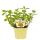 Unusual mint varieties - set of 6 plants in organic quality - pineapple - banana - strawberry - chocolate - hugo - grapefruit - 12cm pot