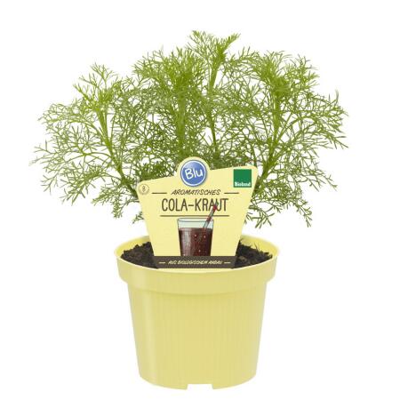 Cola herb in organic quality - Artemisia abrotanum var. maritima - herb plant in 12cm pot