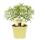 Cola herb in organic quality - Artemisia abrotanum var. maritima - herb plant in 12cm pot