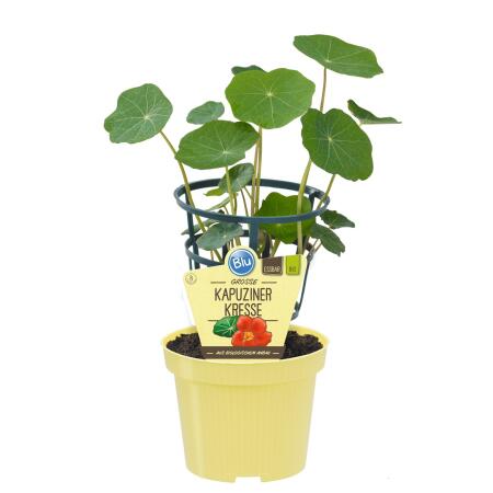 Capucine de qualité BIO - Tropaeolum majus - Plante aromatique en pot de 12cm