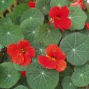 Nasturtium in organic quality - Tropaeolum majus - herb...