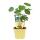 Capucine de qualité BIO - Tropaeolum majus - Plante aromatique en pot de 12cm