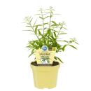 Chewing gum bush in organic quality - Lippia polystacha -...