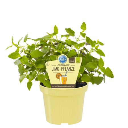 Limonadenpflanze - Limokraut in BIO-Qualität - Agastache mexicana - Kräuterpflanze im 12cm Topf