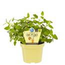 Lemonade plant - Lemon herb in organic quality -...