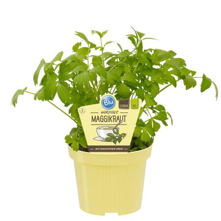 Maggi herb - lovage in organic quality - Levisticum officinale - herb plant in 12cm pot