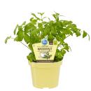 Herbe à Maggi - Levisticum officinale - Plante...