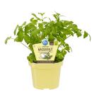 Maggi herb - lovage in organic quality - Levisticum...