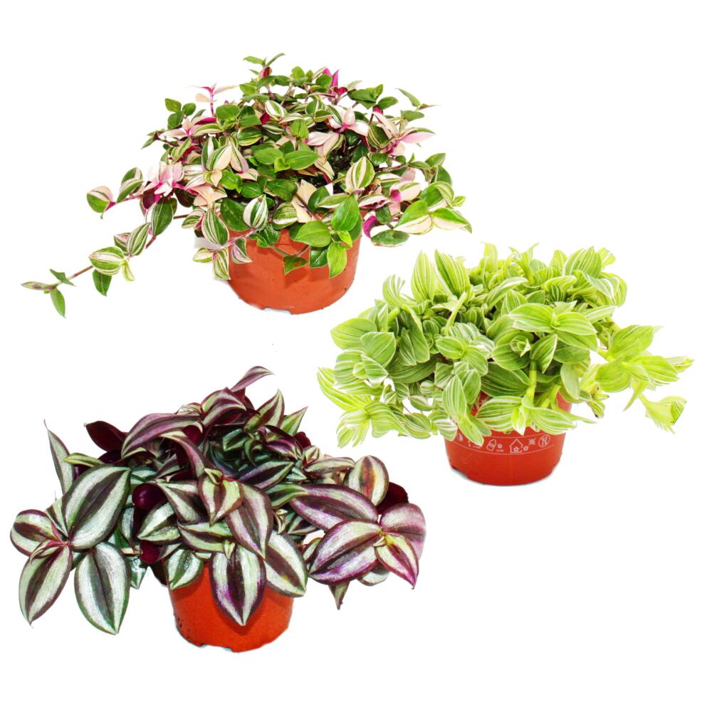 Zimmerpflanzen-Trio "Dreimasterblume" - Set mit 3 verschiedenen Trade