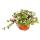 Zimmerpflanzen-Trio Dreimasterblume Set mit 3 verschiedenen Tradescantia-Arten Dreimasterblume Wasserhexe