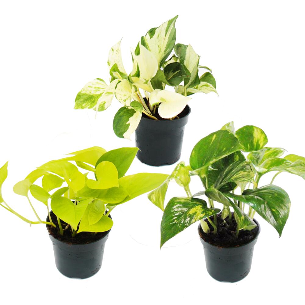 bonsai starter kit kaufen Bonsai-Anzuchtset Ginkgo – Glücksbaum Starter-Set für Anfänger – Wurzelbox