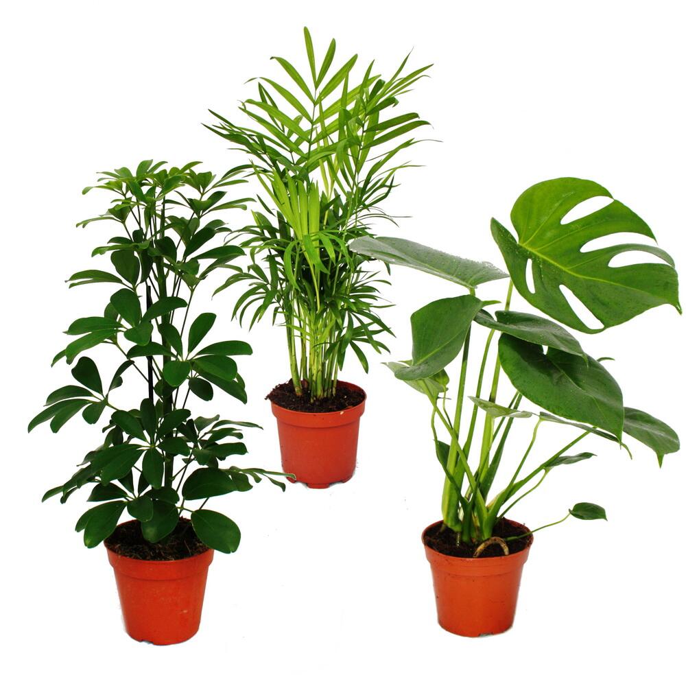 Zimmerpflanzen-Set "Grnes Trio" - Set mit 3 verschiedenen Grnpflanz