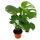 Zimmerpflanzen-Set Grünes Trio Set mit 3 verschiedenen Grünpflanzen Chamaedorea Monstera -Schefflera