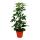 Zimmerpflanzen-Set Grünes Trio Set mit 3 verschiedenen Grünpflanzen Chamaedorea Monstera -Schefflera