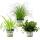 Trio de plantes dintérieur "nourriture pour animaux domestiques" - Set de 3 plantes fourragères (Callisia, Cyperus, Chlorophytum)