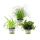 Trio de plantes dintérieur "nourriture pour animaux domestiques" - Set de 3 plantes fourragères (Callisia, Cyperus, Chlorophytum)