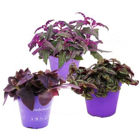 Trio de plantes dintérieur "Lila" - Set de 3 plantes différentes. Plantes à feuilles lilas (Tradescantia "Purple Passion", Gynura, Tradescantia pallida)