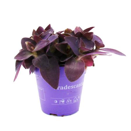 Zimmerpflanzen-Trio "Purple Leaves" - Set mit 3 verschiedene Pflanzen