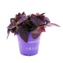 Trio de plantes dintérieur "Lila" - Set de 3 plantes différentes. Plantes à feuilles lilas (Tradescantia "Purple Passion", Gynura, Tradescantia pallida)