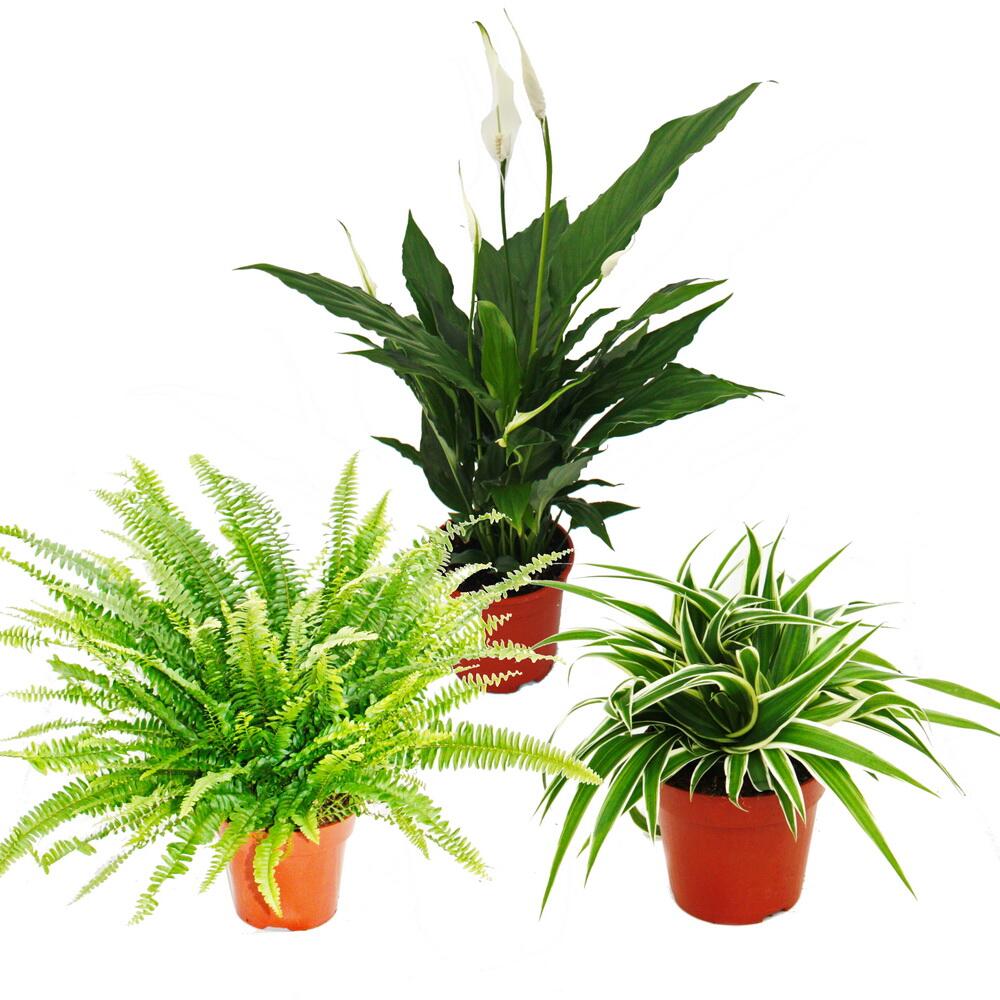 Indoor plant trio "Air purifier" - set with air-purifying plants (Nep