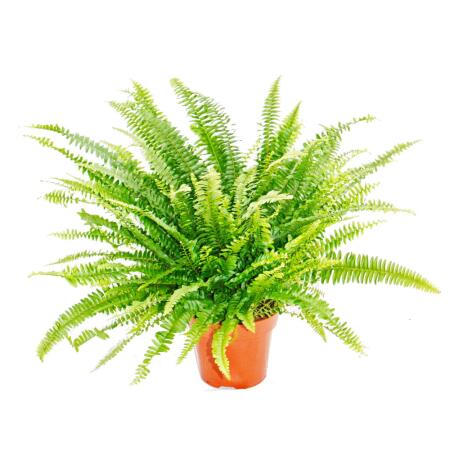 Zimmerpflanzen-Trio "Luftreiniger" - Set mit luftreinigenden Pflanzen
