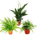 Indoor plant trio "Air purifier" - set with air-purifying plants (Nephrolepis, Spathiphyllum, Chlorophytum)