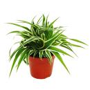 Indoor plant trio "Air purifier" - set with air-purifying plants (Nephrolepis, Spathiphyllum, Chlorophytum)