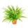 Indoor plant trio "Air purifier" - set with air-purifying plants (Nephrolepis, Spathiphyllum, Chlorophytum)