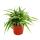 Indoor plant trio "Air purifier" - set with air-purifying plants (Nephrolepis, Spathiphyllum, Chlorophytum)