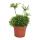 Easy-care houseplant trio - set with easy-care plants (Sanseveria laurentii, Zamioculcas, Rhipsalis)