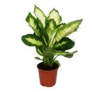 Zimmerpflanzen-Trio Weißbunt Set mit 3 versch. panaschierten Pflanzen Dieffenbachia Schefflera Ficus