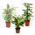 Zimmerpflanzen-Trio Weißbunt Set mit 3 versch. panaschierten Pflanzen Dieffenbachia Schefflera Ficus