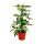 Zimmerpflanzen-Trio Weißbunt Set mit 3 versch. panaschierten Pflanzen Dieffenbachia Schefflera Ficus