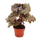 Duo dailes dange - Set de 2 mini-Angel Wings Bégonia vert et rouge