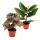 Duo dailes dange - Set de 2 mini-Angel Wings Bégonia vert et rouge