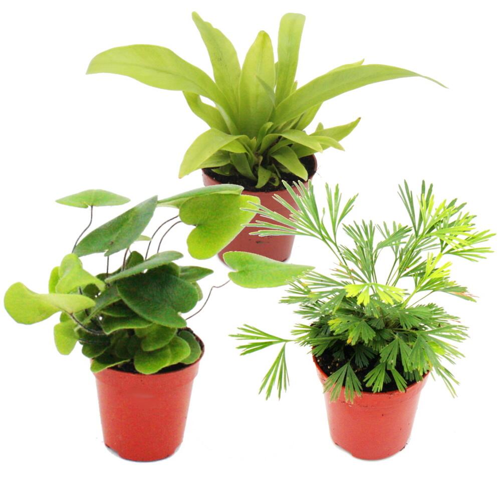 gummibaum lateinischer name Tineke-Gummibaum - Ficus elastica Tineke