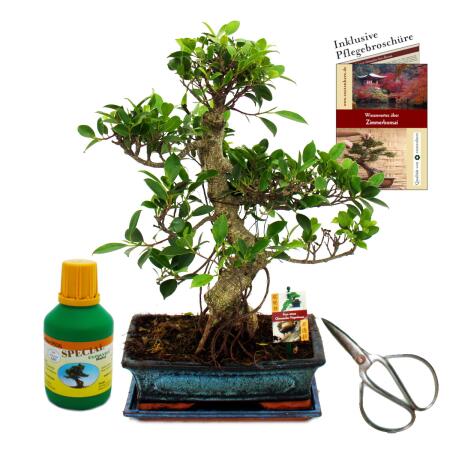 Ficus retusa - approx. 12-15 years Gift set with fertilizer, scissors, care brochure