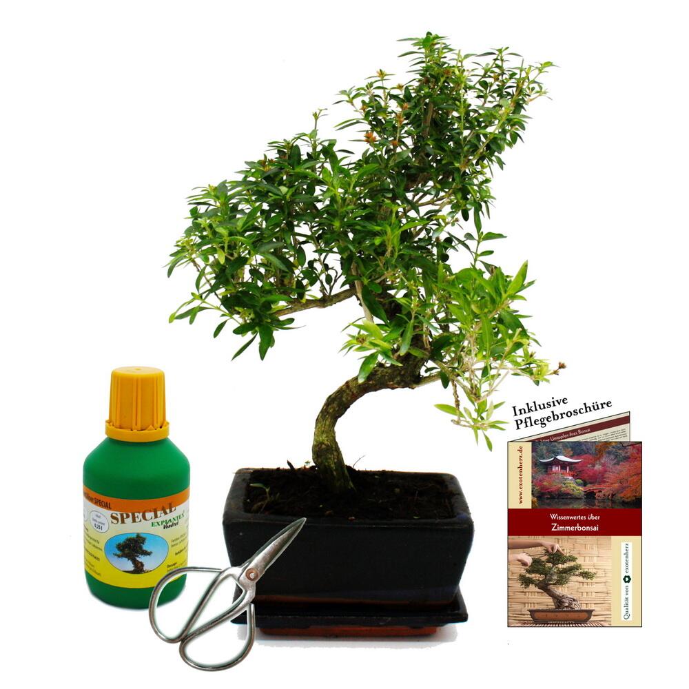 aquarium bambus 8