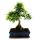 Bonsai - Ulmus parviflora - ca. 12-15 Jahre - 30cm Schale - Geschenkset mit Dünger und Schere