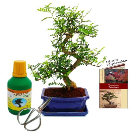 Bonsai - Zanthoxylum piperitum - approx. 8 years - gift set with fertilizer and scissors