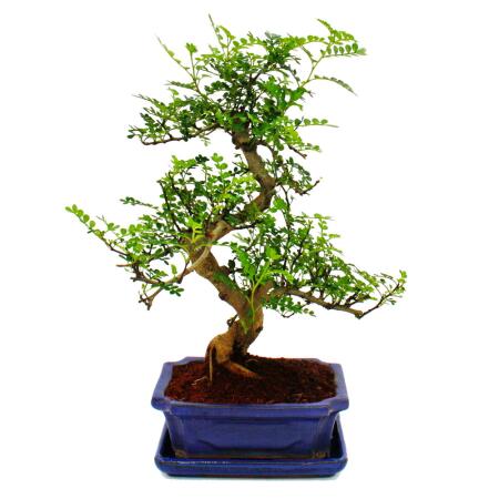 bonsai substrat kiryu Akadama Kiryu Bonsai Soil for Cactus Succulents Bonsai Plants Japanese –  CYMUS Nurery main image 1