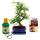 Bonsai - Zanthoxylum piperitum - approx. 8 years - gift set with fertilizer and scissors