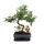 Bonsai - Zanthoxylum piperitum - approx. 8 years - gift set with fertilizer and scissors